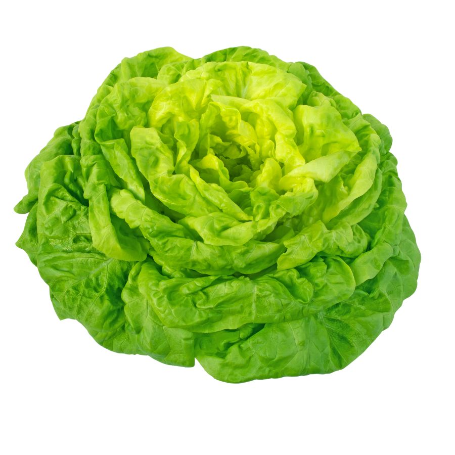 Insalata Lattuga Trocadero 2