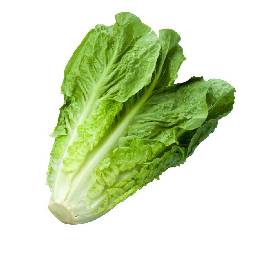 Insalata Lattuga Romana
