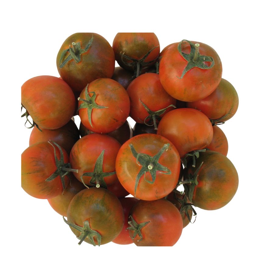 Pomodoro Camonium Ii