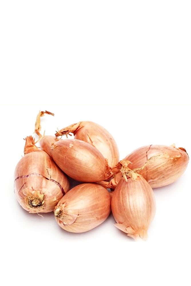 Scalogno